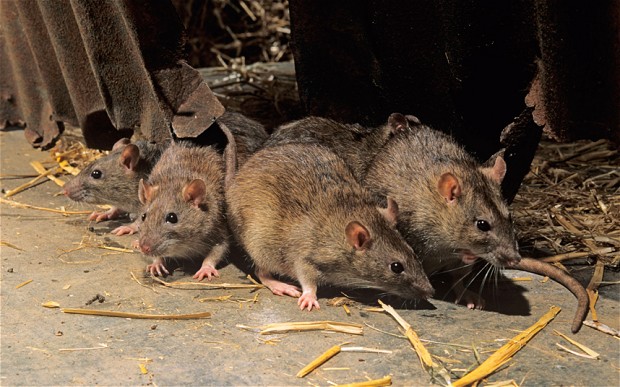 dreatyzacja szczurów i myszy